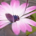 African daisy~~~~~ by ziggy77