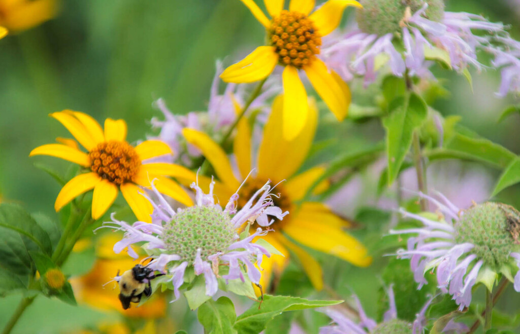 A bee enjoying the flowers by mittens