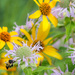 A bee enjoying the flowers by mittens