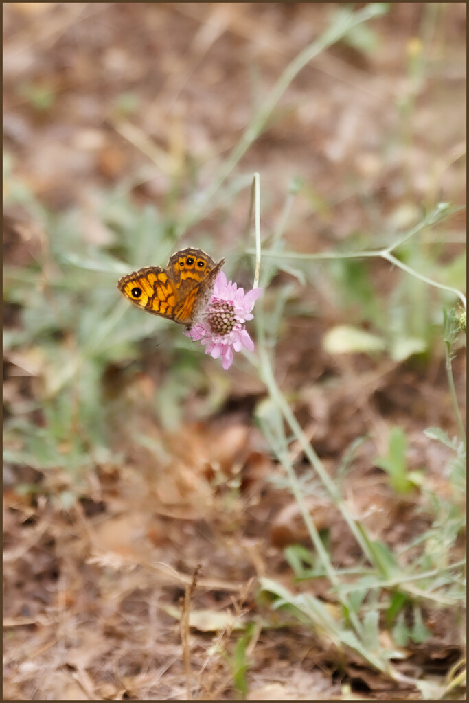 29 - Female Large Wall brown by marshwader