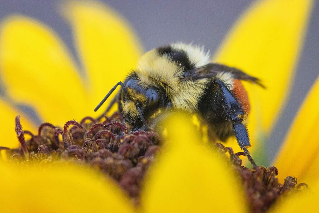 Hunt's bumblebee by aecasey