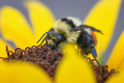 6th Aug 2024 - Hunt's bumblebee