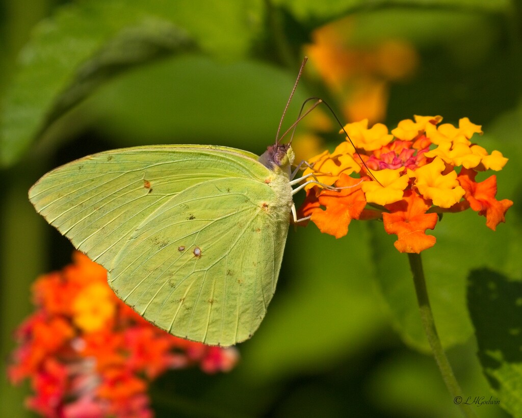 LHG_2790 Cloudless sulphur by rontu