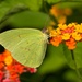 LHG_2790 Cloudless sulphur by rontu