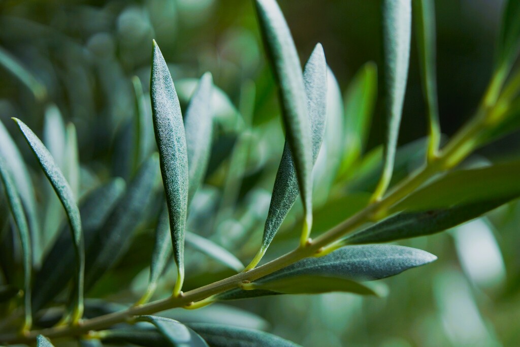 Olive Tree by photohoot