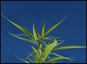 12th Aug 2024 - Hemp