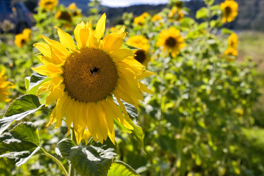 Sunflower by okvalle