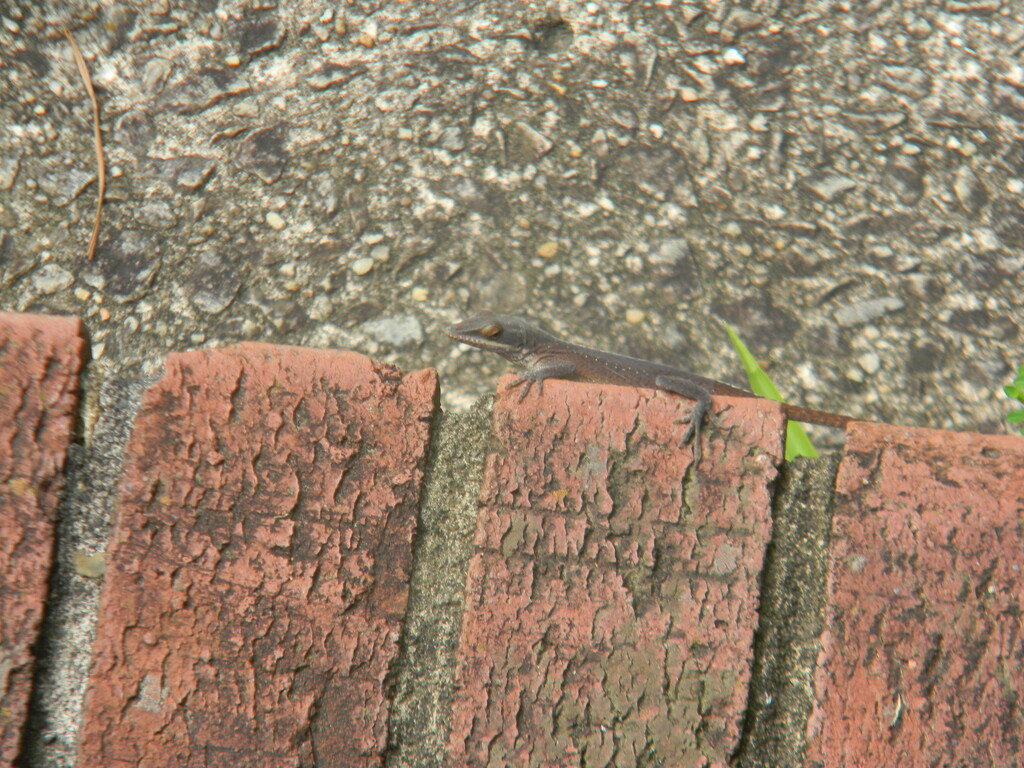 Lizard on Step  by sfeldphotos