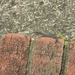 Lizard on Step  by sfeldphotos