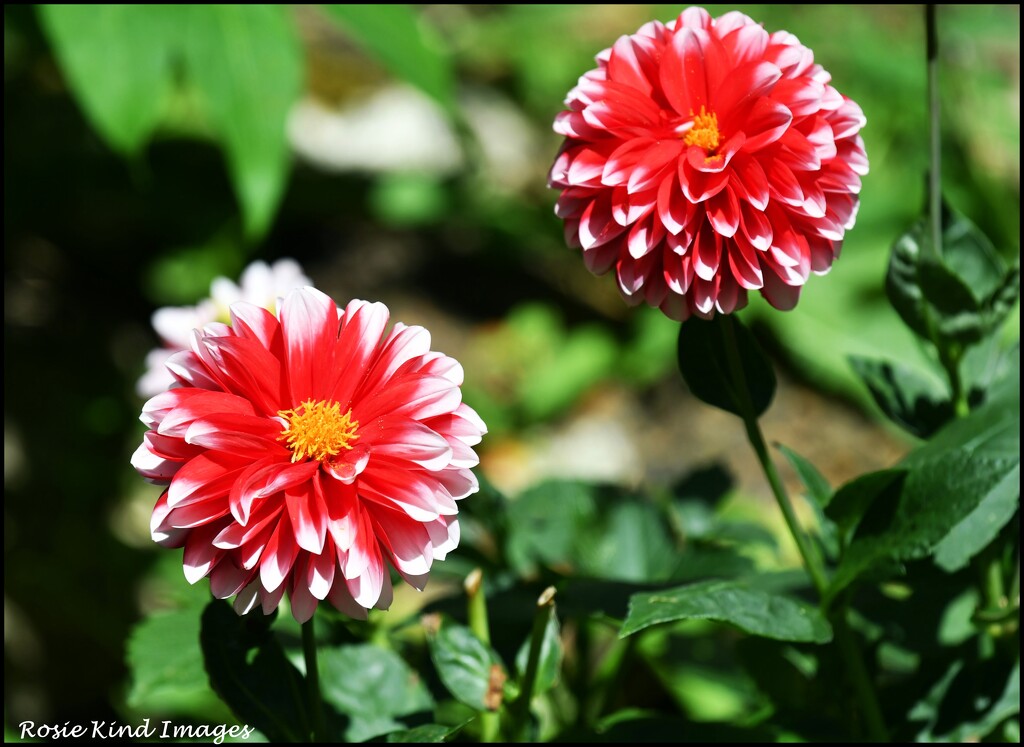 My beautiful dahlia by rosiekind