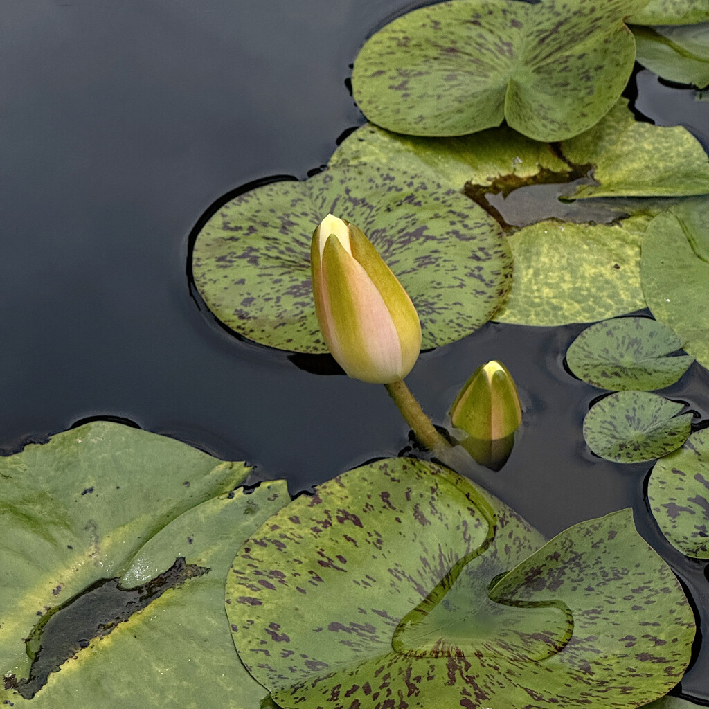 Water Lilly by lsquared