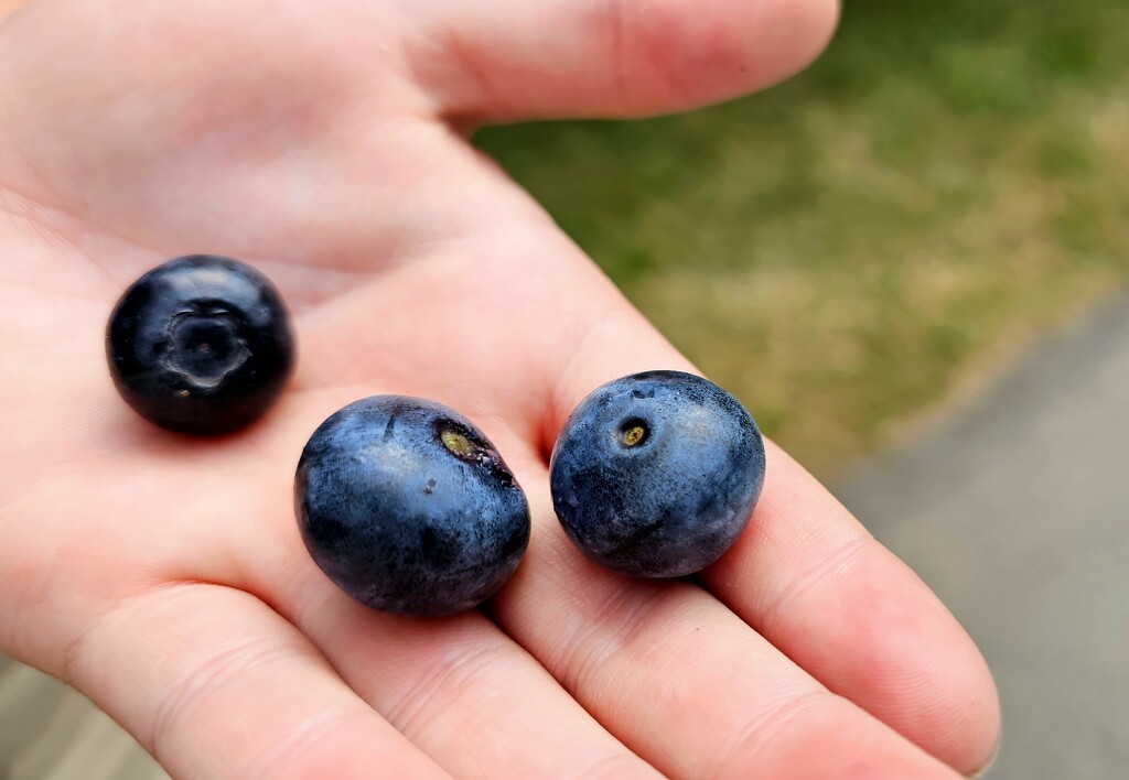 Big Blueberries by gq