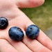 Big Blueberries by gq