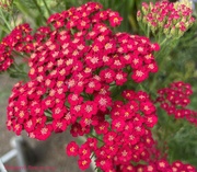 11th Aug 2024 - Yarrow