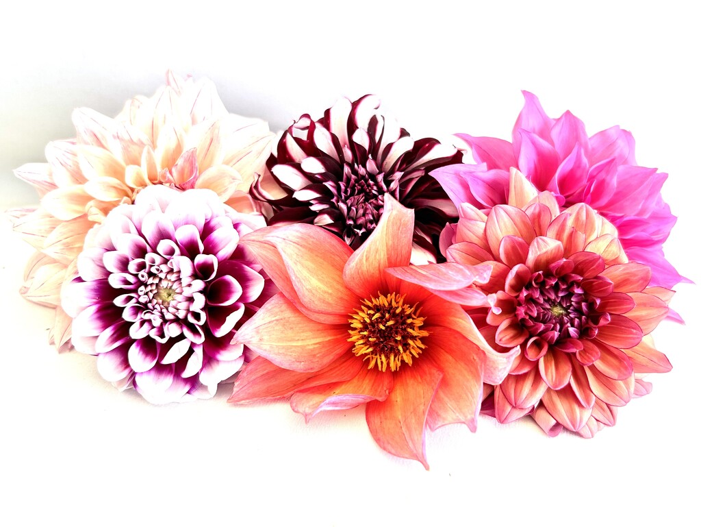 Dahlias by phil_sandford