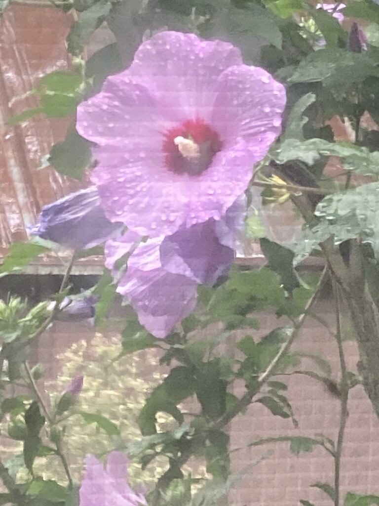 Rose of Sharon, with Raindrops by spanishliz