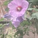 Rose of Sharon, with Raindrops by spanishliz