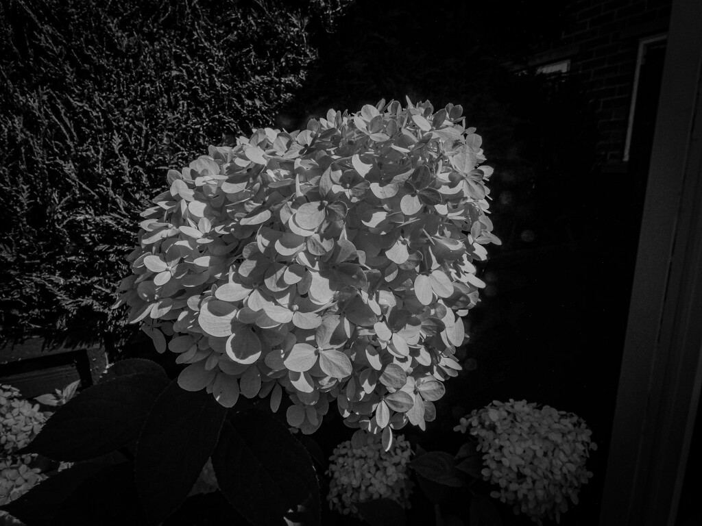 MOno Hydrangea by mumswaby