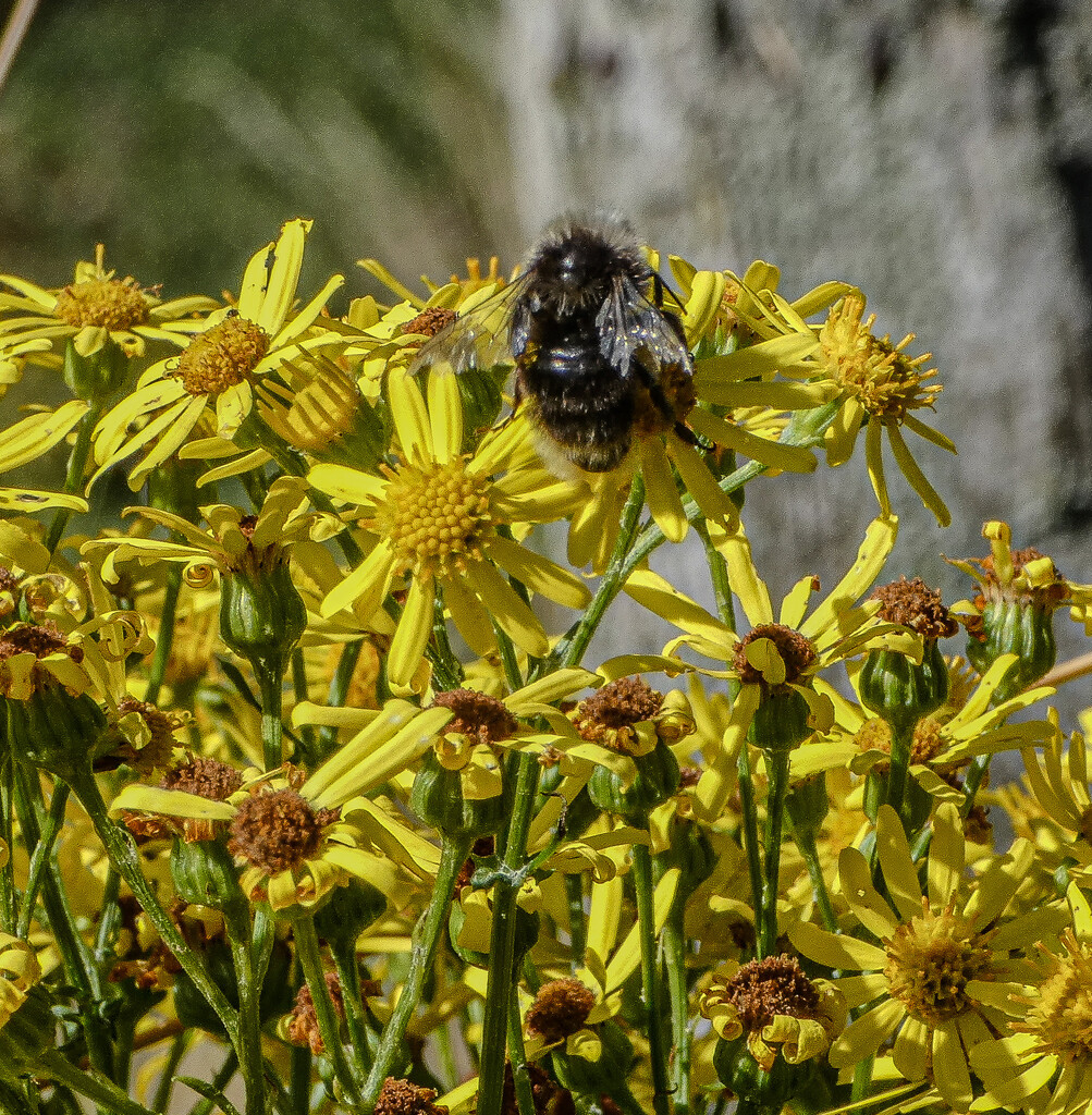 Bee Happy by mumswaby