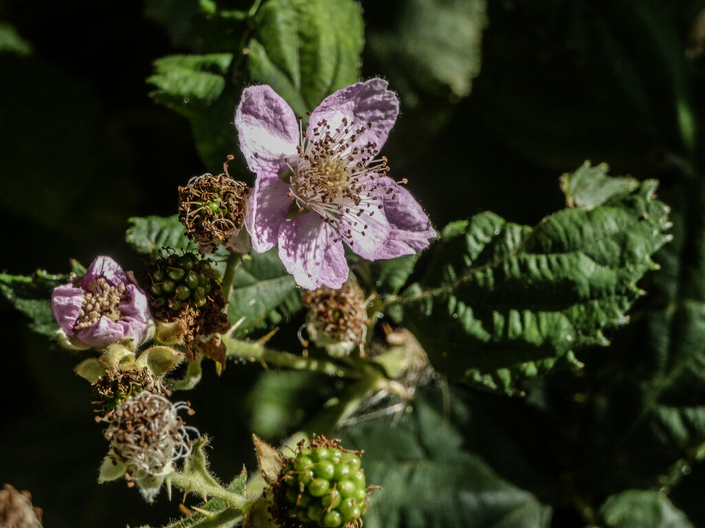 Bramble Blossom by mumswaby