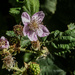 Bramble Blossom by mumswaby