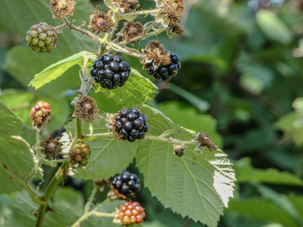 Brambles by mumswaby