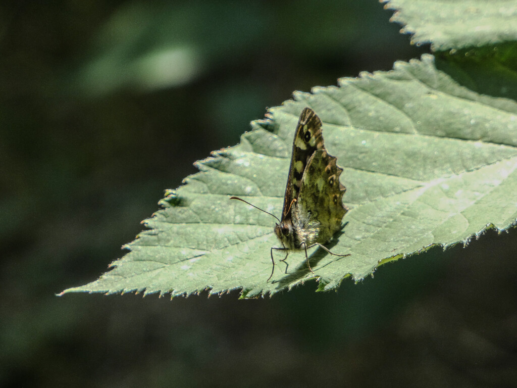 Butterfly at rest by mumswaby