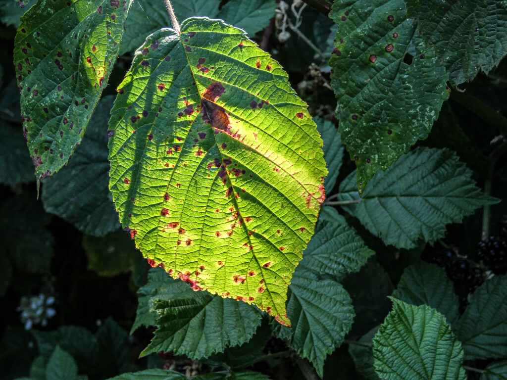 Sun on a Leaf by mumswaby