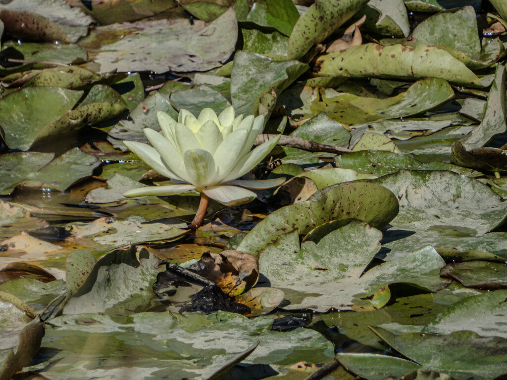 White Water Lily by mumswaby