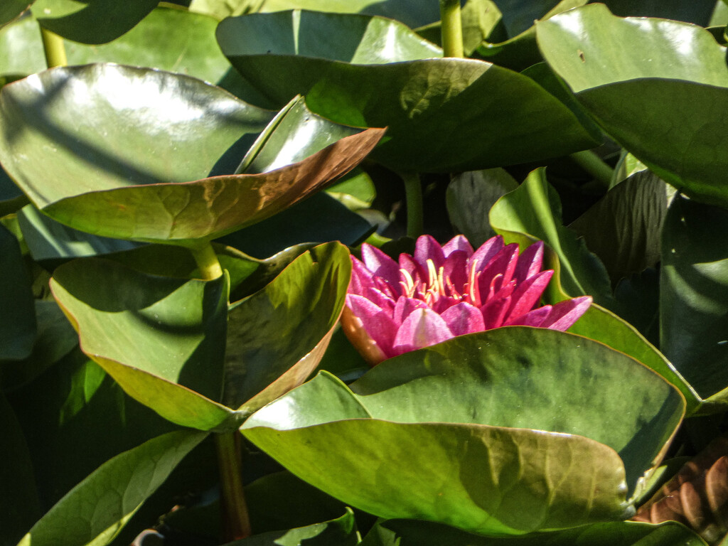 Pink Water Lily by mumswaby