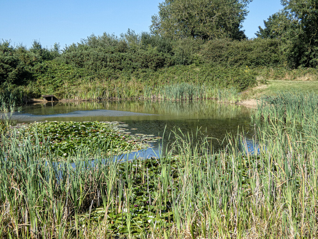 Sun on the Pond by mumswaby