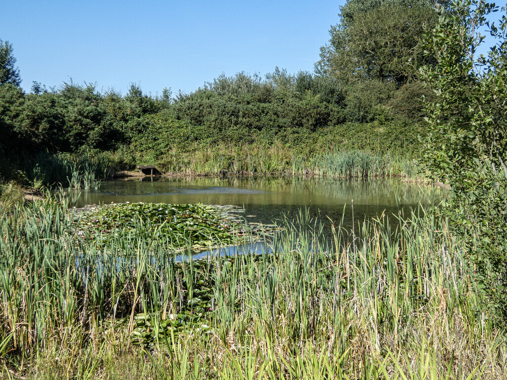 Beyond the Reeds by mumswaby