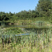 Beyond the Reeds by mumswaby