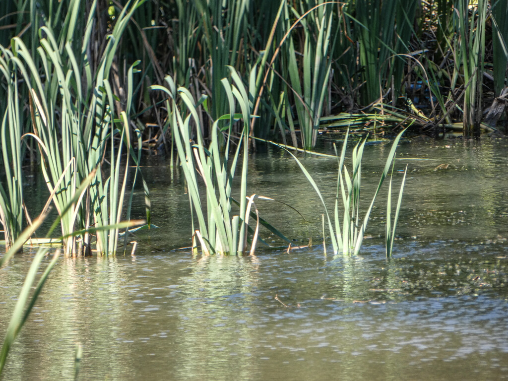 Water Reeds by mumswaby