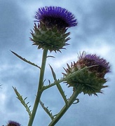 11th Aug 2024 - Pop of Colour on a Grey Day