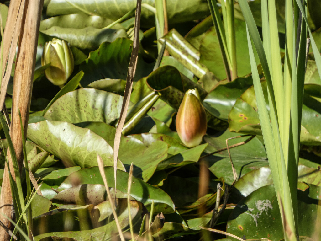 Budding Lily by mumswaby