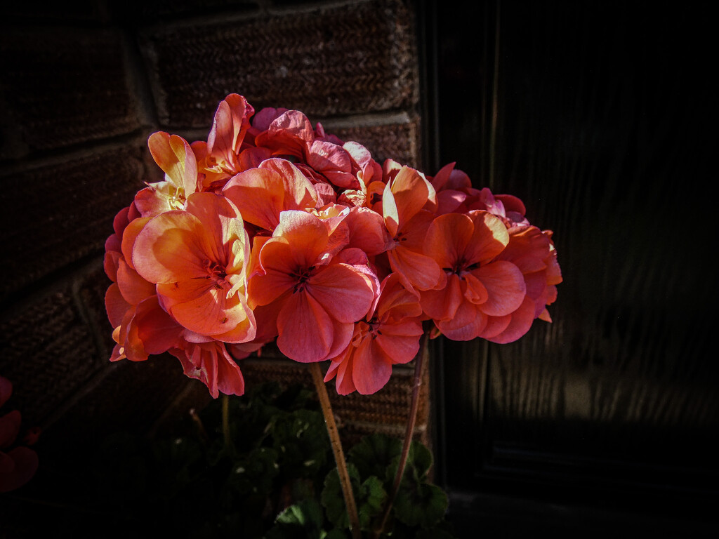 Geranium by mumswaby