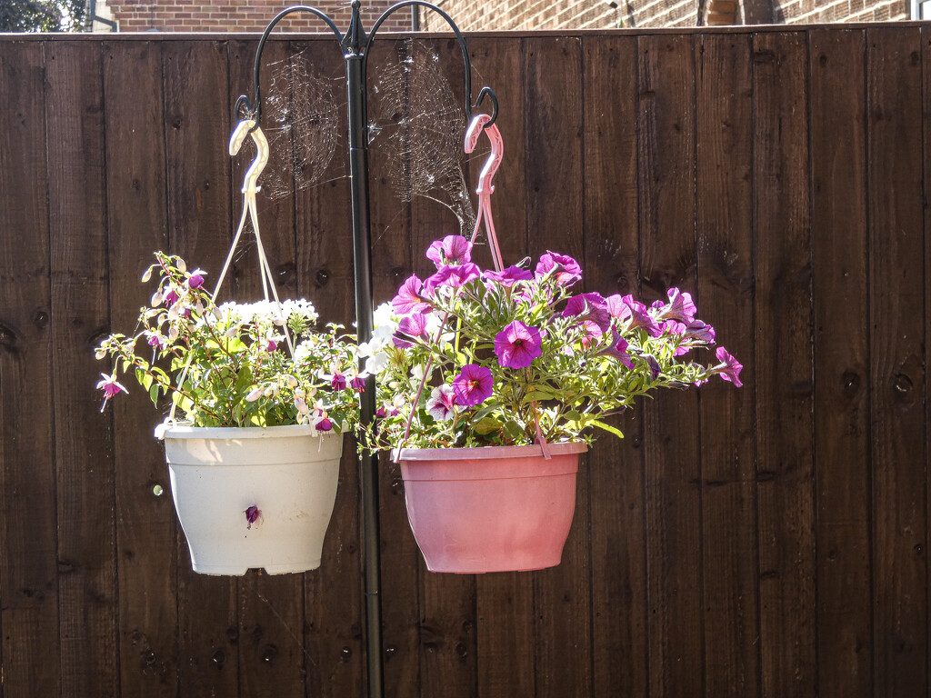 Hanging Baskets by mumswaby