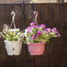 Hanging Baskets by mumswaby