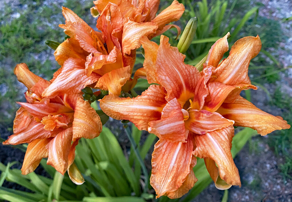 Hemerocallis Fulva 'Kwanso' by paintdipper