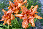 11th Aug 2024 - Hemerocallis Fulva 'Kwanso'