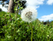 11th Aug 2024 - Standing upto the breeze!