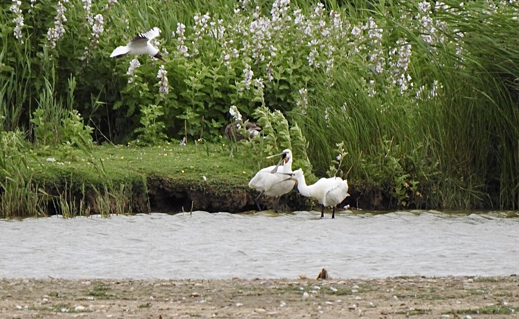 Angry Spoonbills by susiemc