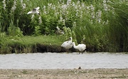 19th Jul 2024 - Angry Spoonbills