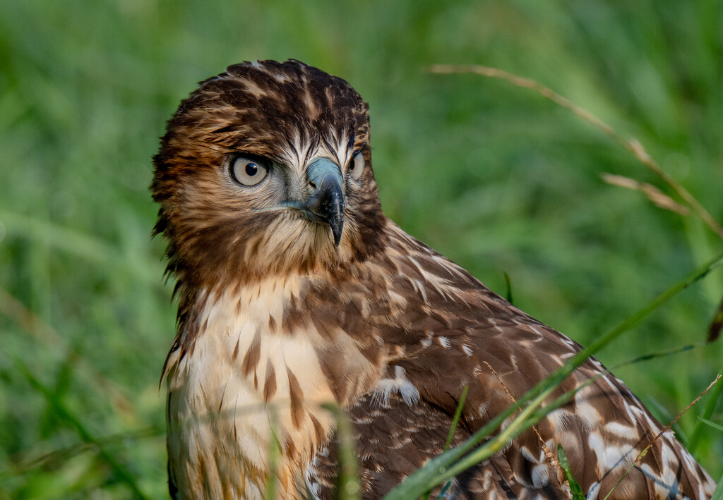 Red-tailed hawk by kathyladley