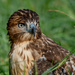 Red-tailed hawk