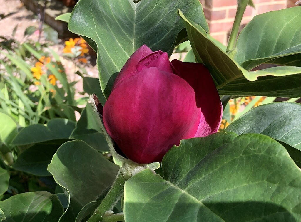 Magnolia - Black Tulip................In August!! by susiemc