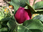 10th Aug 2024 - Magnolia - Black Tulip................In August!!