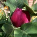 Magnolia - Black Tulip................In August!! by susiemc