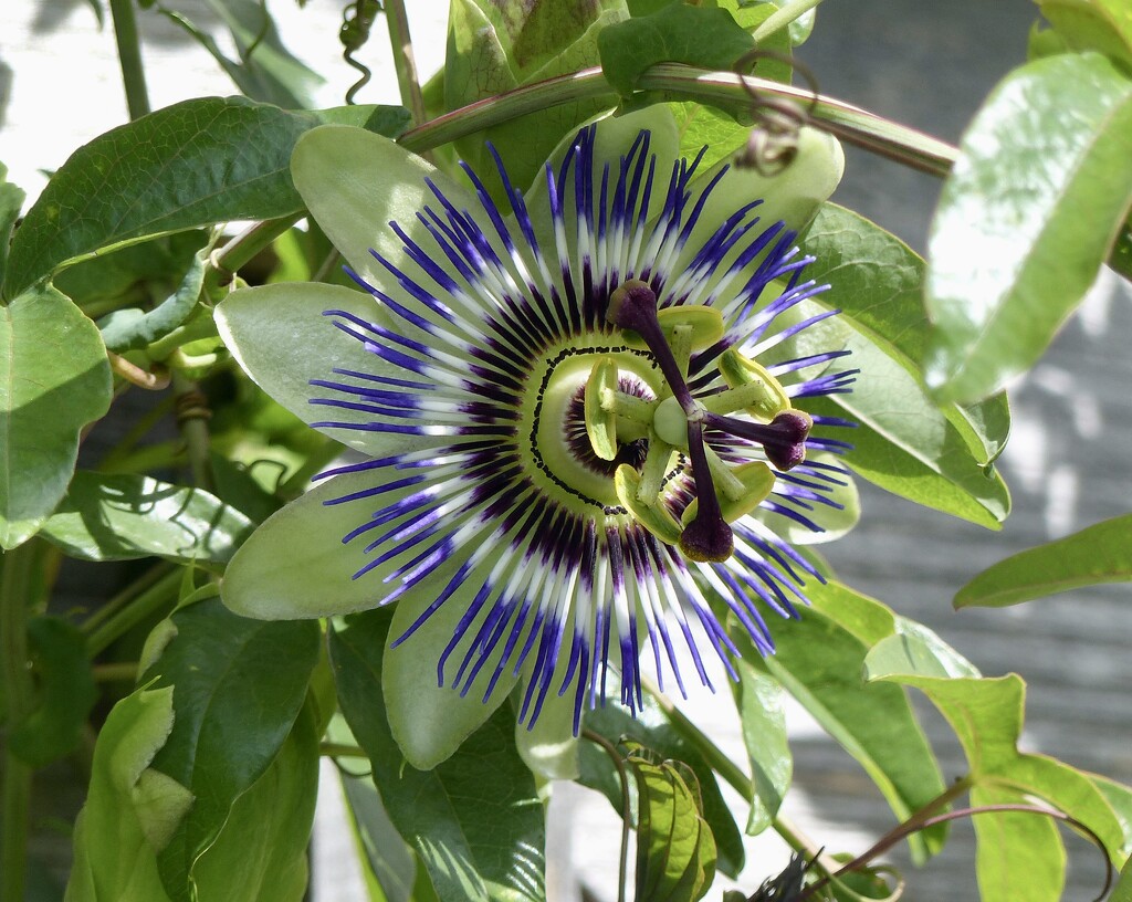 Passion Flower by susiemc